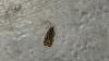 Acontia trabealis